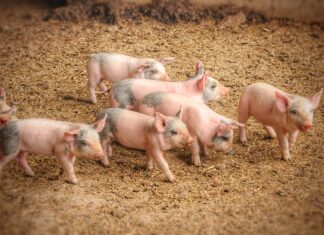 Brood farm shop, a place to enjoy for you and your brood