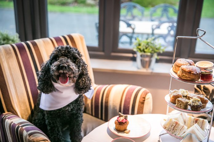 Stratford_Park_dog_friendly Stratford Park Hotel & Golf Club, doggy afternoon tea