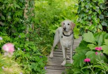 The Wandering Paws Collection