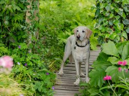 The Wandering Paws Collection